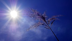 "Les sols vont poursuivre leur assèchement" : déjà "historique", cette sécheresse "s’aggrave jour après jour", selon Météo-France